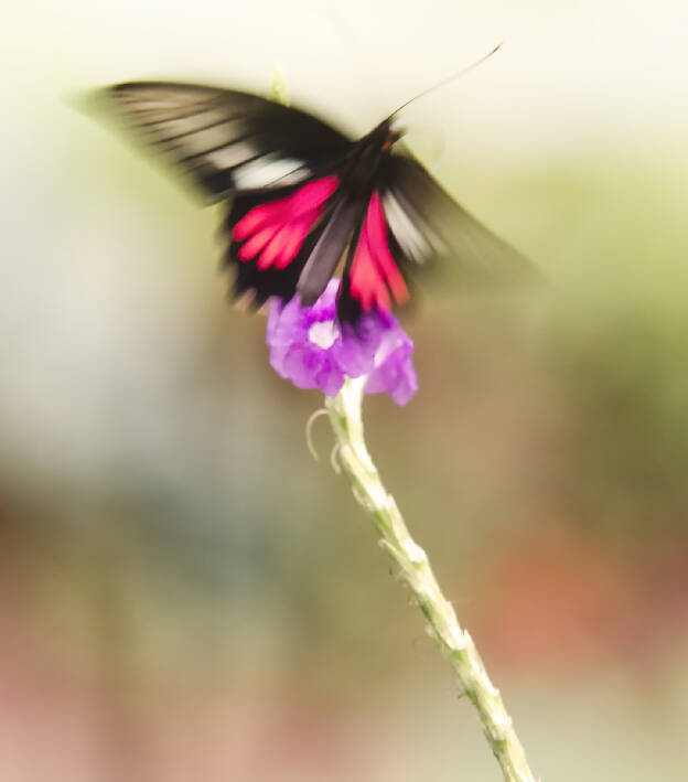 Butterfly in Puerto Maldonado