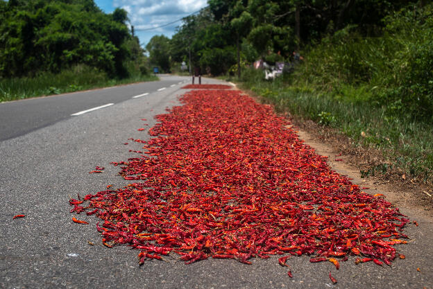 Drying chilis near Sigiriya, Sri Lanka - Also rice is dried this way (which we have seen only once as next sowing is already ongoing