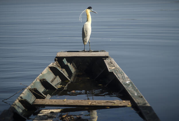 Bird at Lago Sandoval near Puerto Maldonado