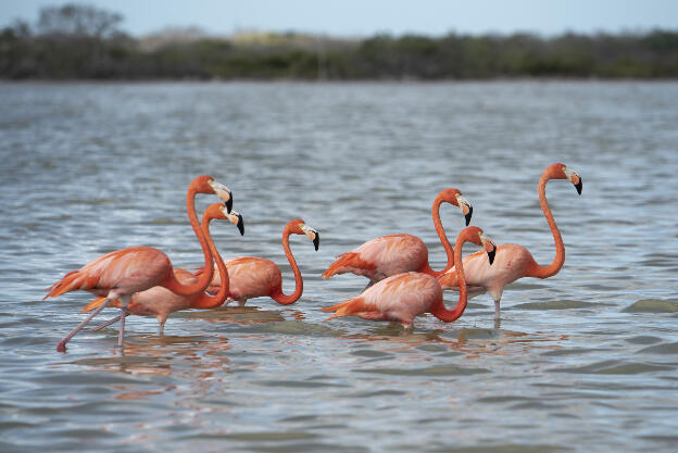Flamingos in Parque Natural Ría Lagartos
