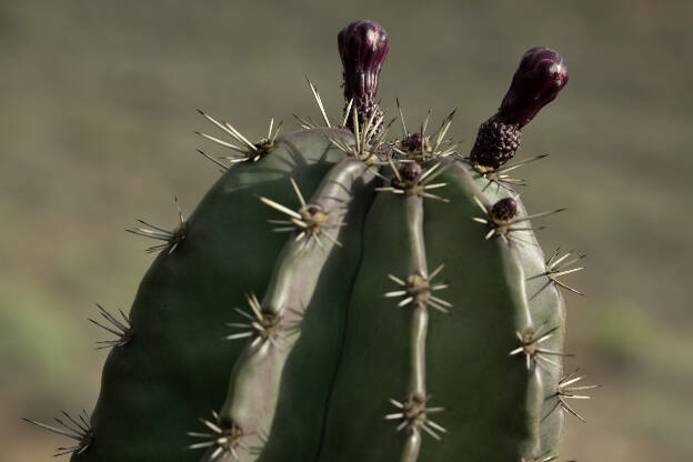 Cactus, Gran Canaria