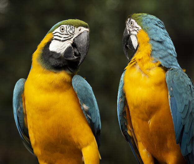 Bird Park - Macaws