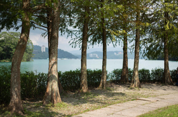 Cypress trees at Sun-Moon Lake, Taiwan