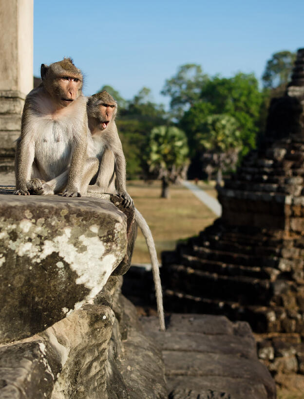 Angkor Wat monkeys
