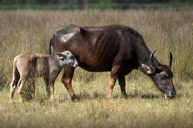 Water Buffaloes at Wilpattu National Park, Sri Lanka