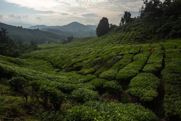 Cameron Highlands: BOH tea plantation