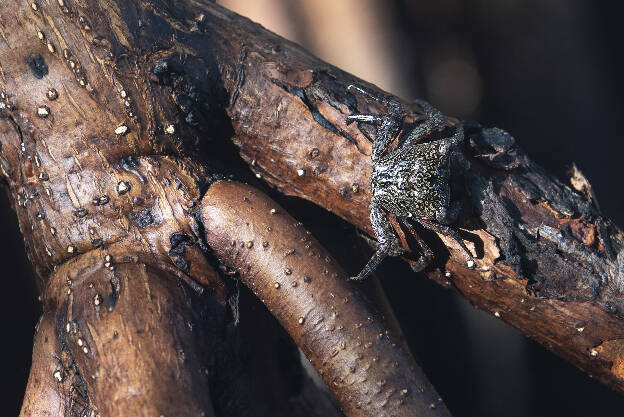 Little crab on Red Mangrove root in Parque Natural Ría Lagartos
