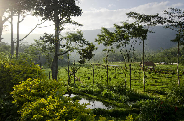 East Java plantation