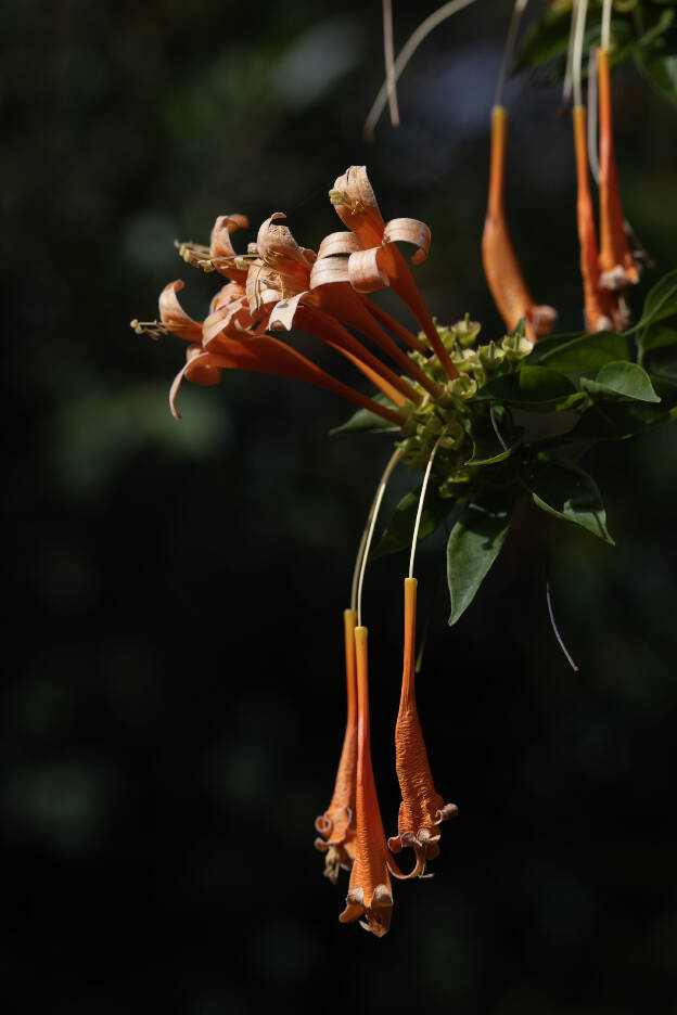 Pyrostegia Venusta in Agaete valley, Gran Canaria