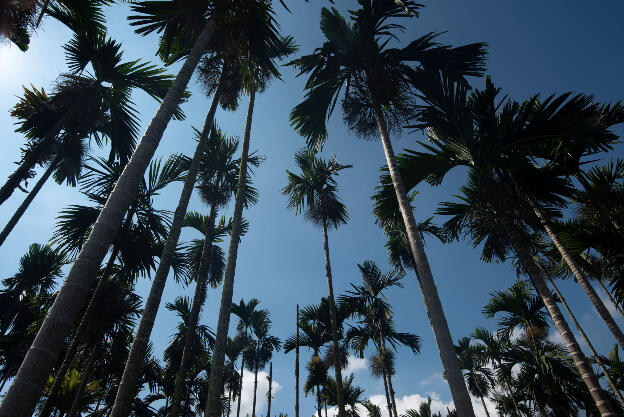 Palm trees in Yuchi Township, Taiwan