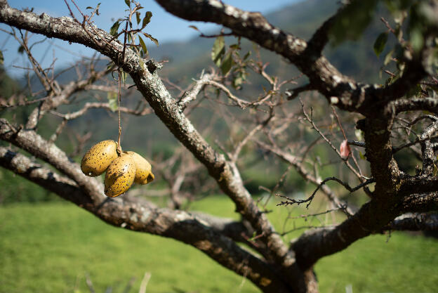 Dahu, Taiwan: Near Manabang Shan trailhead - People stick stuff on their fruit trees