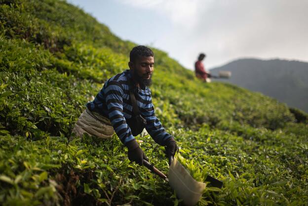 Cameron Highlands: BOH tea plantation