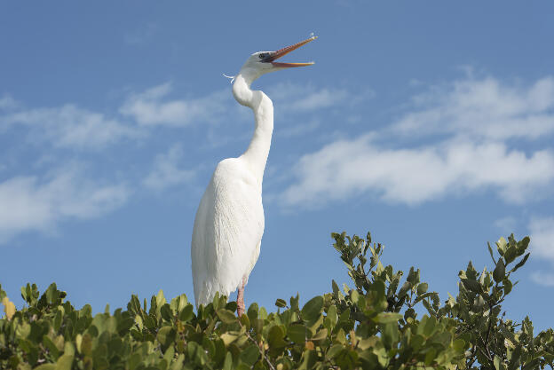 Giant Egret on Isla de la Pasión, Holbox