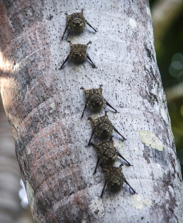 Bats at Lago Sandoval near Puerto Maldonado