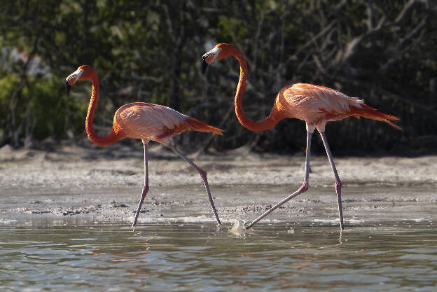 Flamingos in Parque Natural Ría Lagartos