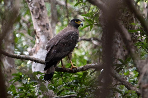 Serpent Eagle at Wilpattu National Park, Sri Lanka