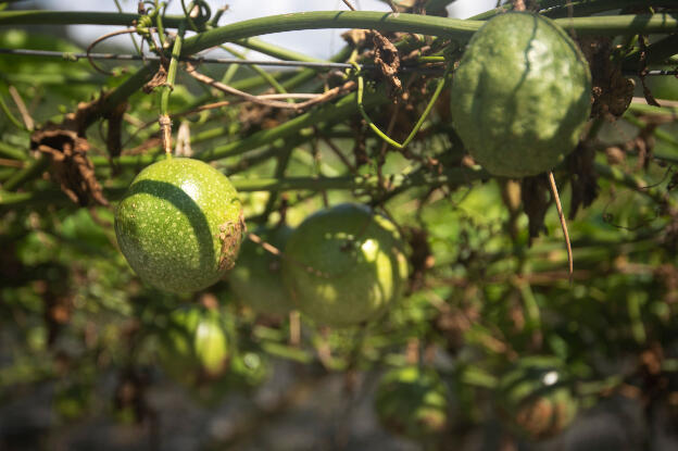 Maracuya growing in Yuchi Township, Taiwan