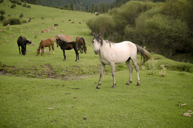 Horses grazing in Karakol valley