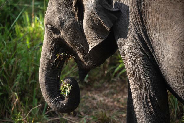 Elephant at Hurulu Eco Park, Sri Lanka
